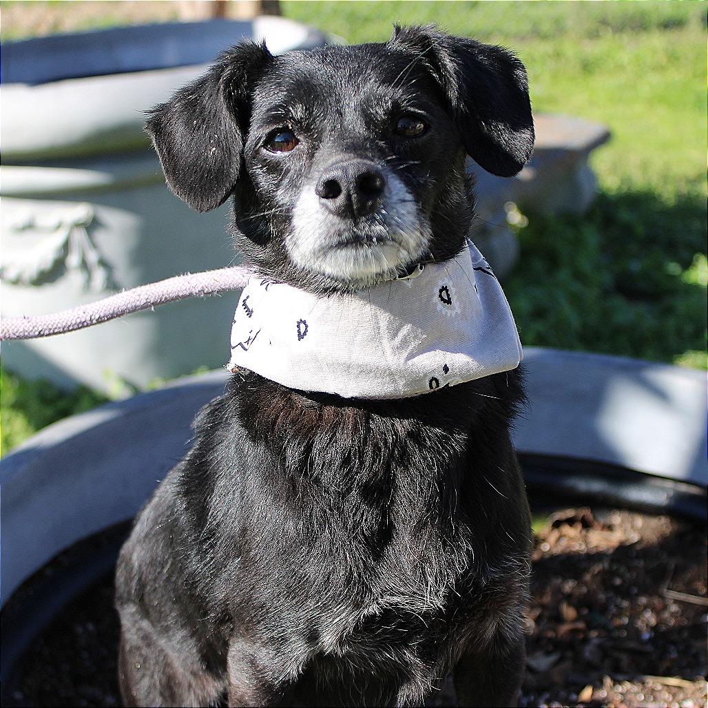 Sugar Cookie thumbnail 4