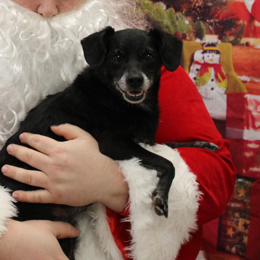 Sugar Cookie, a Adoptable mixed breed in Huntsville, AL image 5/6