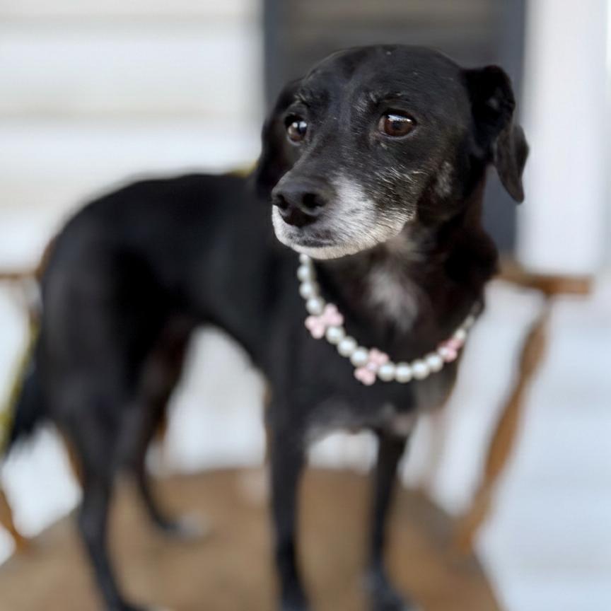 Sugar Cookie, a Adoptable mixed breed in Huntsville, AL image 6/6