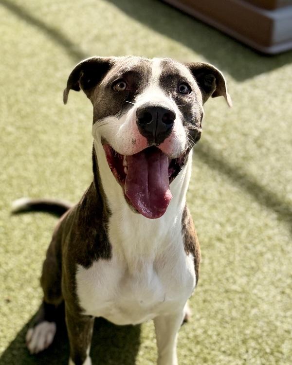 Sampson, Adoptable, Young Male Great Dane & Pit Bull Terrier.
