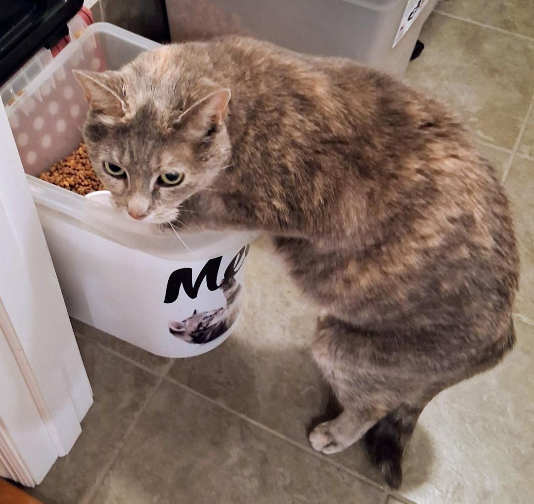 Enlarge kit kat, an adopted Domestic Short Hair in Swansea, MA image 1/1