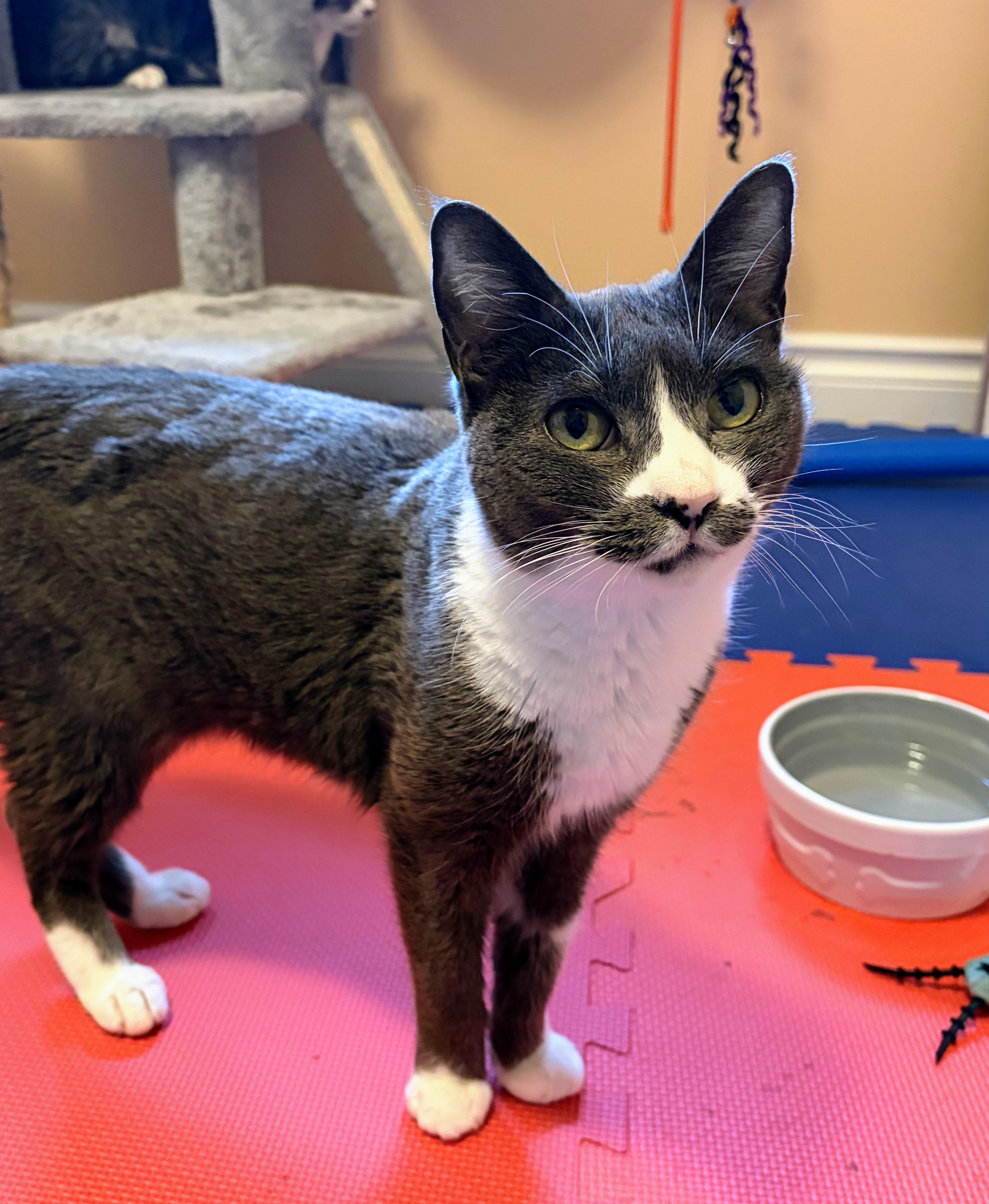 Ikura, ADOPTABLE, Adult Female Tabby.