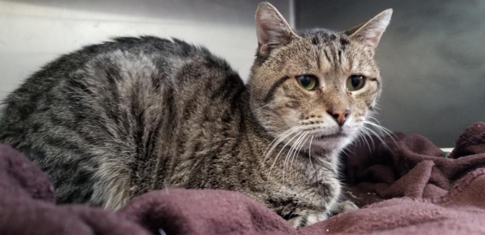 Cat available for adoption - (973) 736-8689