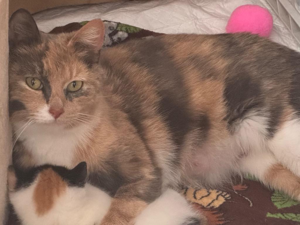 Fiona Apple, a Adoptable Calico in Hagaman, NY image 1/5