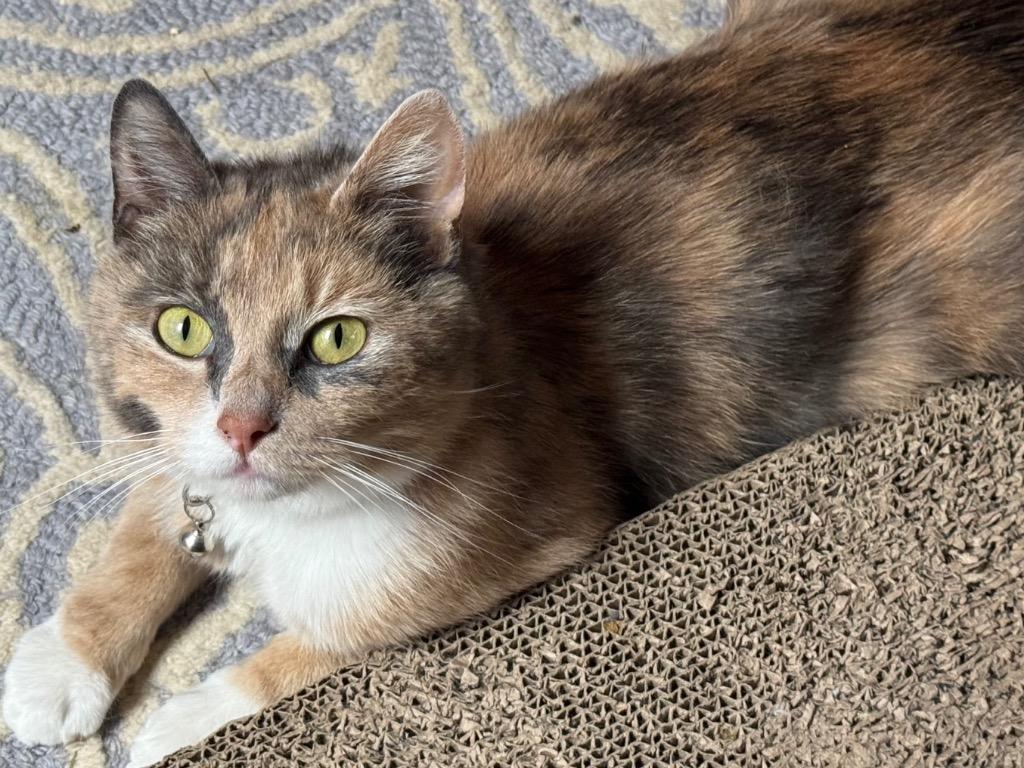 Fiona Apple, a Adoptable Calico in Hagaman, NY image 2/5