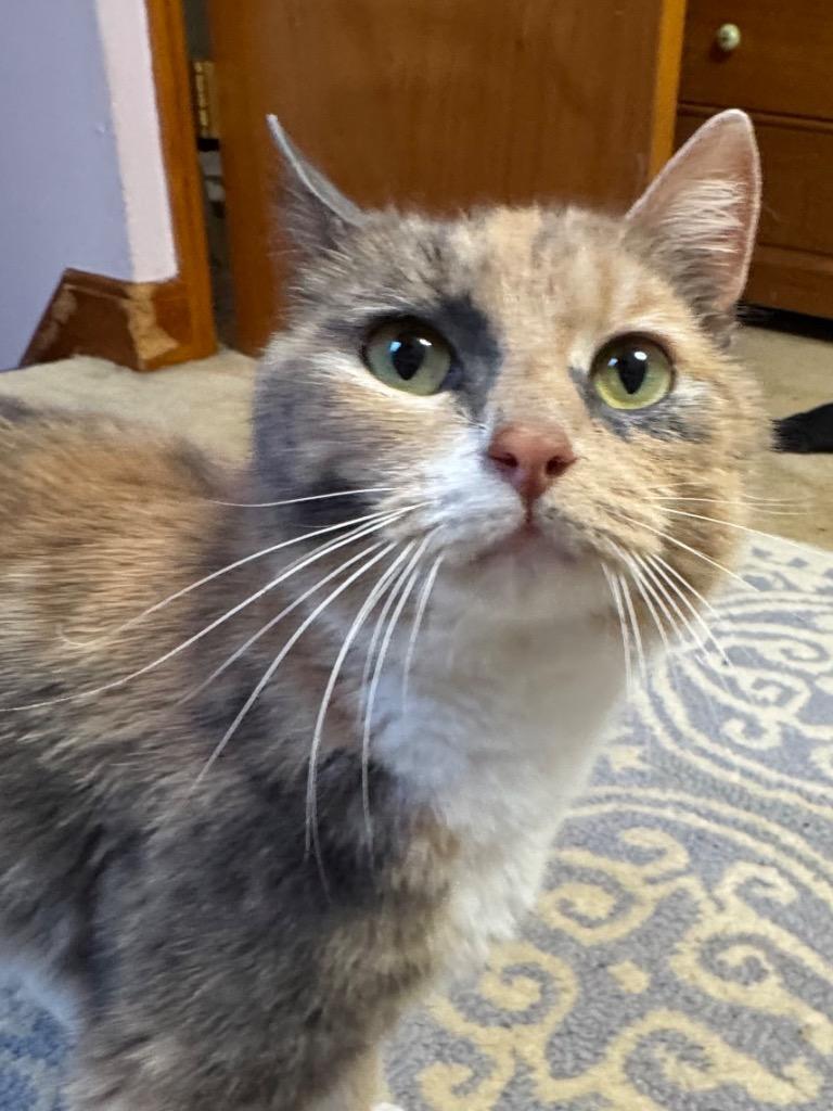 Fiona Apple, a Adoptable Calico in Hagaman, NY image 3/5