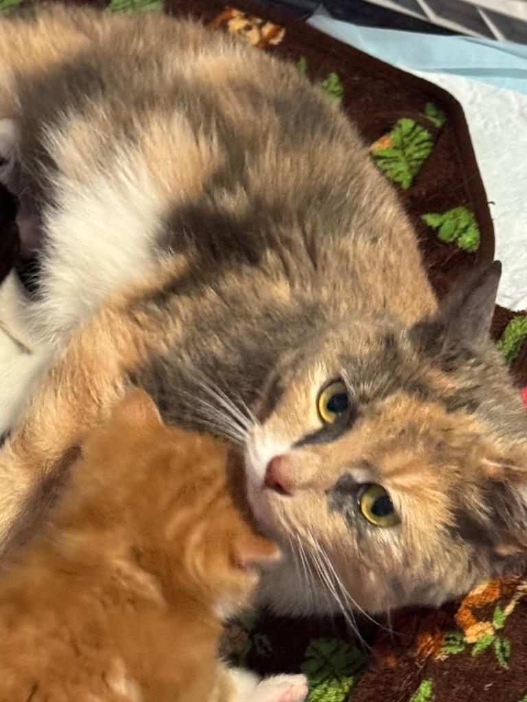 Fiona Apple, a Adoptable Calico in Hagaman, NY image 4/5
