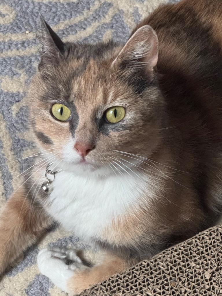 Fiona Apple, a Adoptable Calico in Hagaman, NY image 5/5