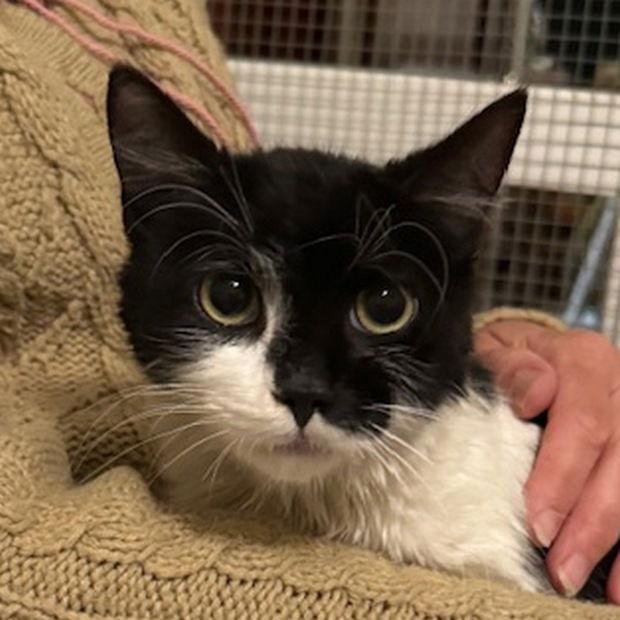 Pippin (nka Stella), Adopted, Adult Female Domestic Short Hair.