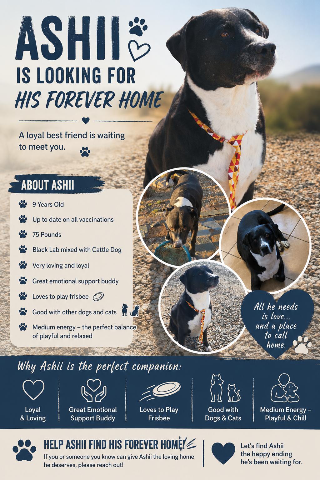 Ashii, ADOPTABLE, Adult Male Black Labrador Retriever & Cattle Dog.