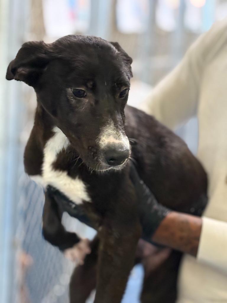 Axle, Adoptable, Puppy Male Mixed Breed.