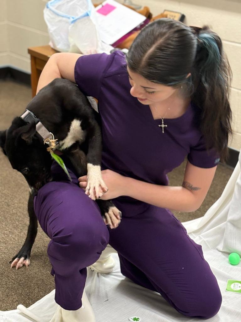 Enlarge Axle, a Adoptable mixed breed in Effingham, SC image 3/5
