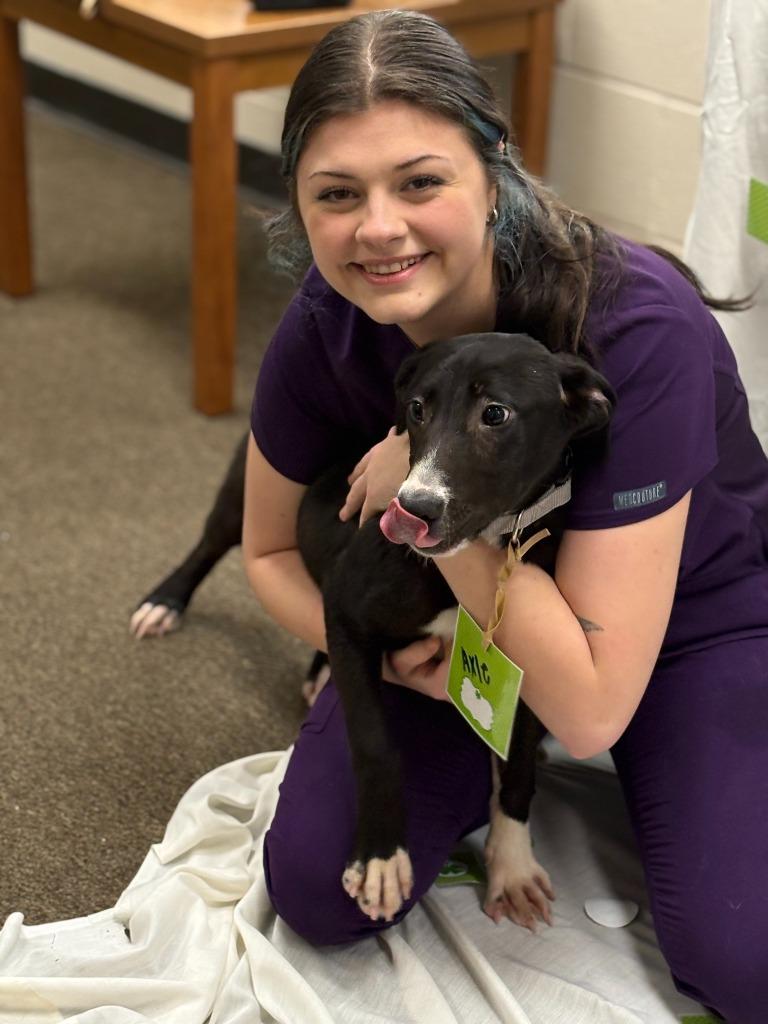 Enlarge Axle, a Adoptable mixed breed in Effingham, SC image 4/5