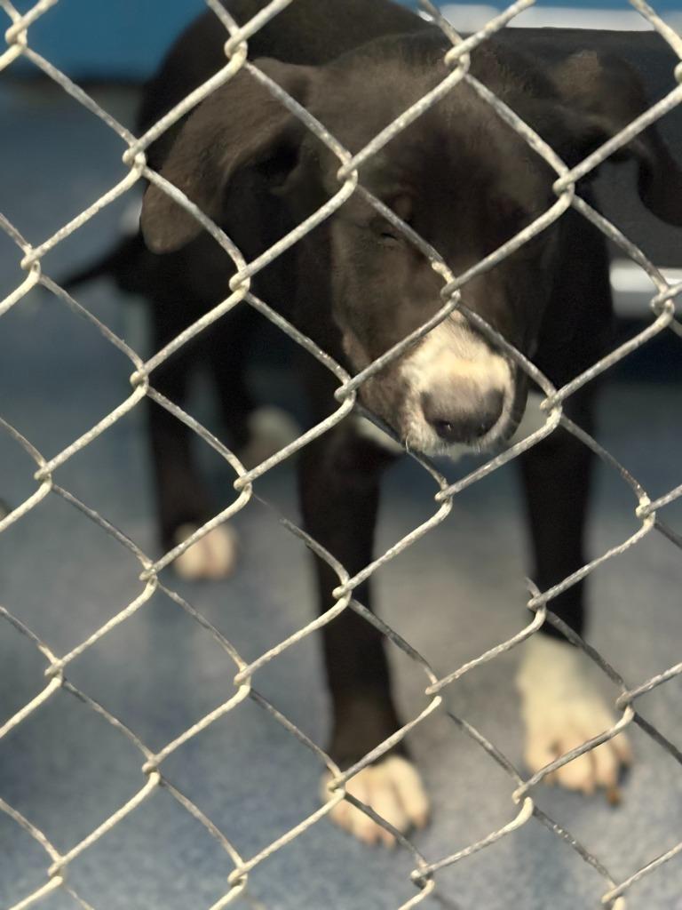 Enlarge Axle, a Adoptable mixed breed in Effingham, SC image 5/5