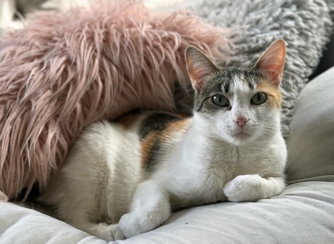 Enlarge Aphrodite, a ADOPTABLE Domestic Short Hair in Reno, NV image 1/5