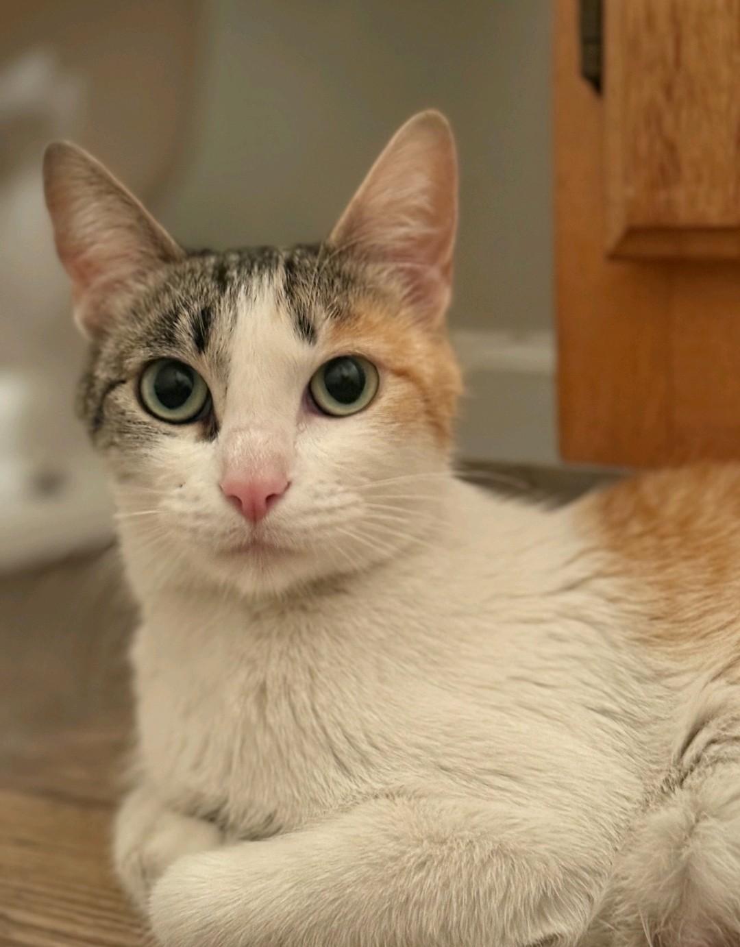 Aphrodite, ADOPTABLE, Young Female Domestic Short Hair.