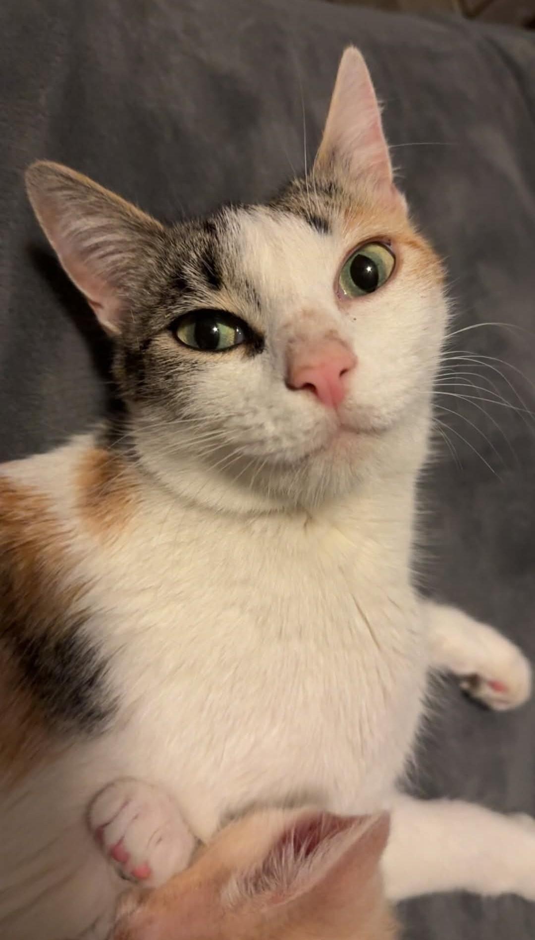 Enlarge Aphrodite, a ADOPTABLE Domestic Short Hair in Reno, NV image 5/5