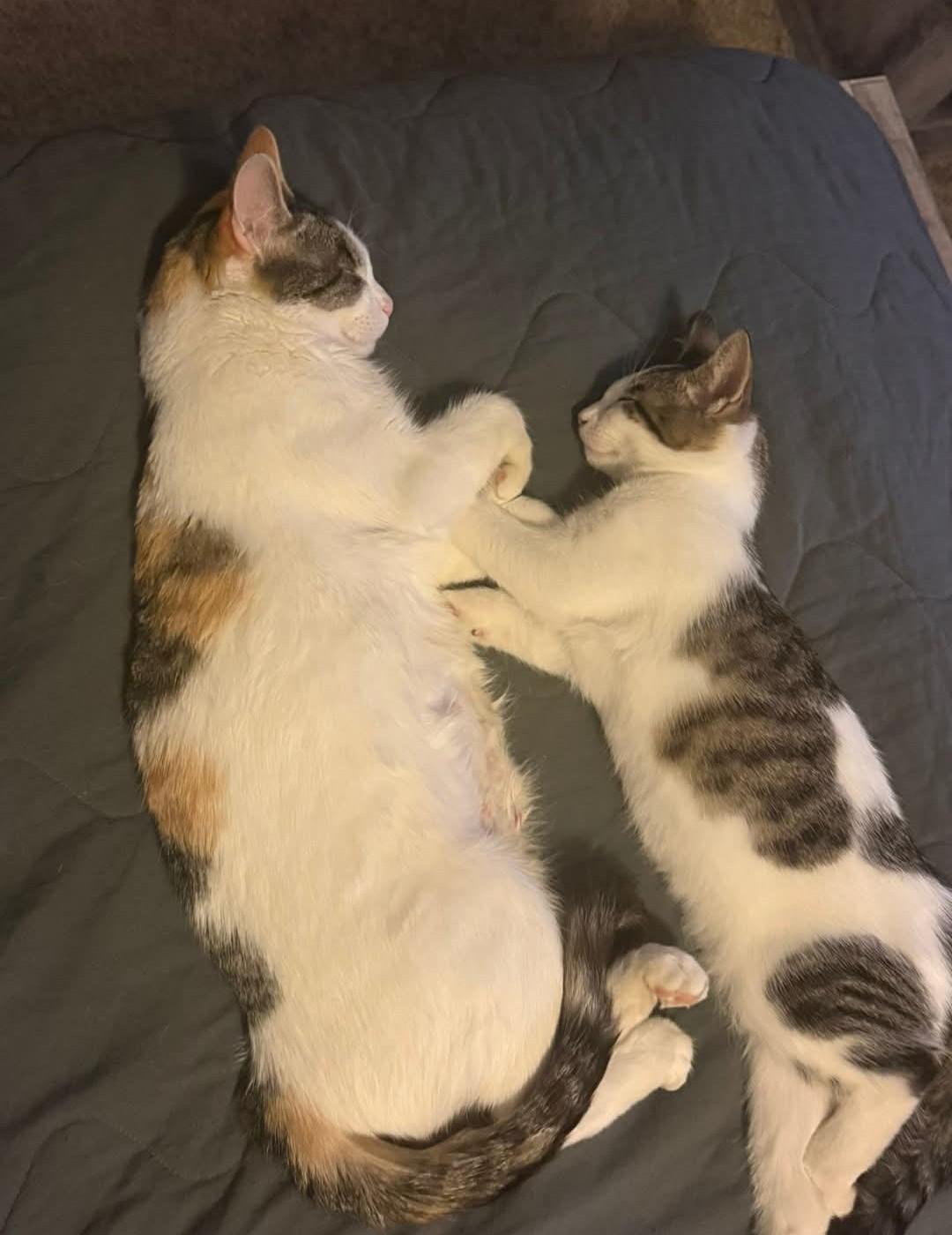 Enlarge Aphrodite, a ADOPTABLE Domestic Short Hair in Reno, NV image 4/5