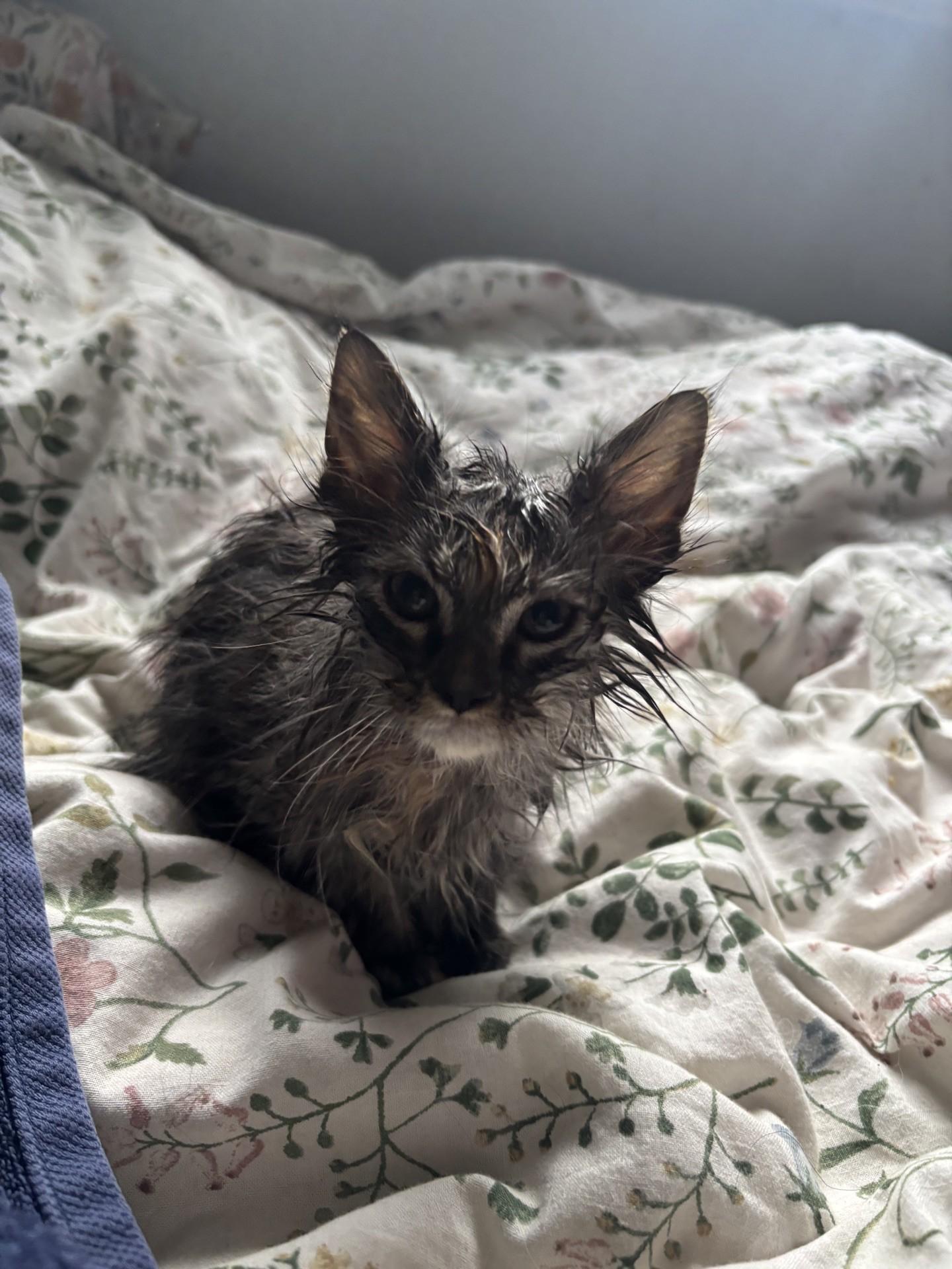 Aphrodite, a ADOPTABLE Domestic Short Hair in Reno, NV image 6/6