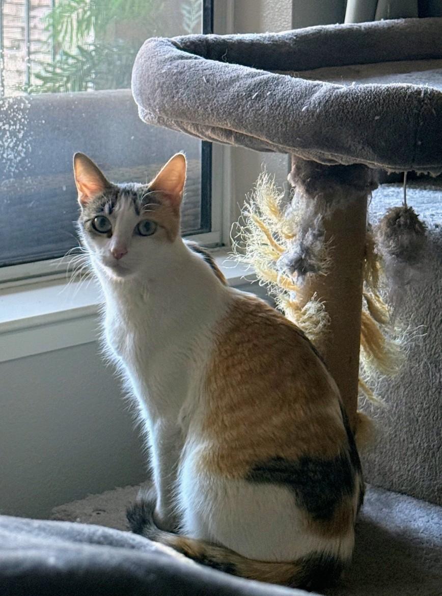 Aphrodite, a ADOPTABLE Domestic Short Hair in Reno, NV image 2/2