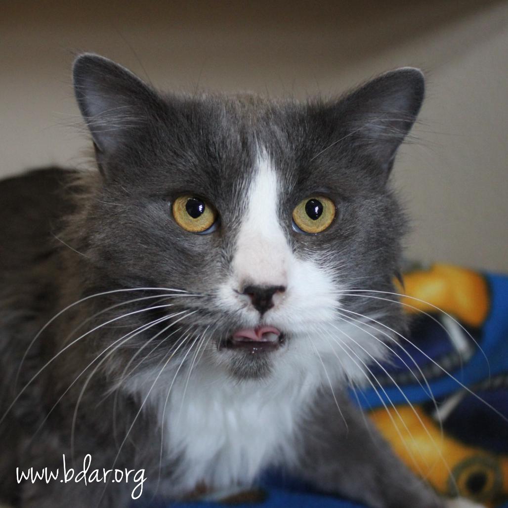 Midnight, Adoptable, Adult Male Domestic Long Hair.