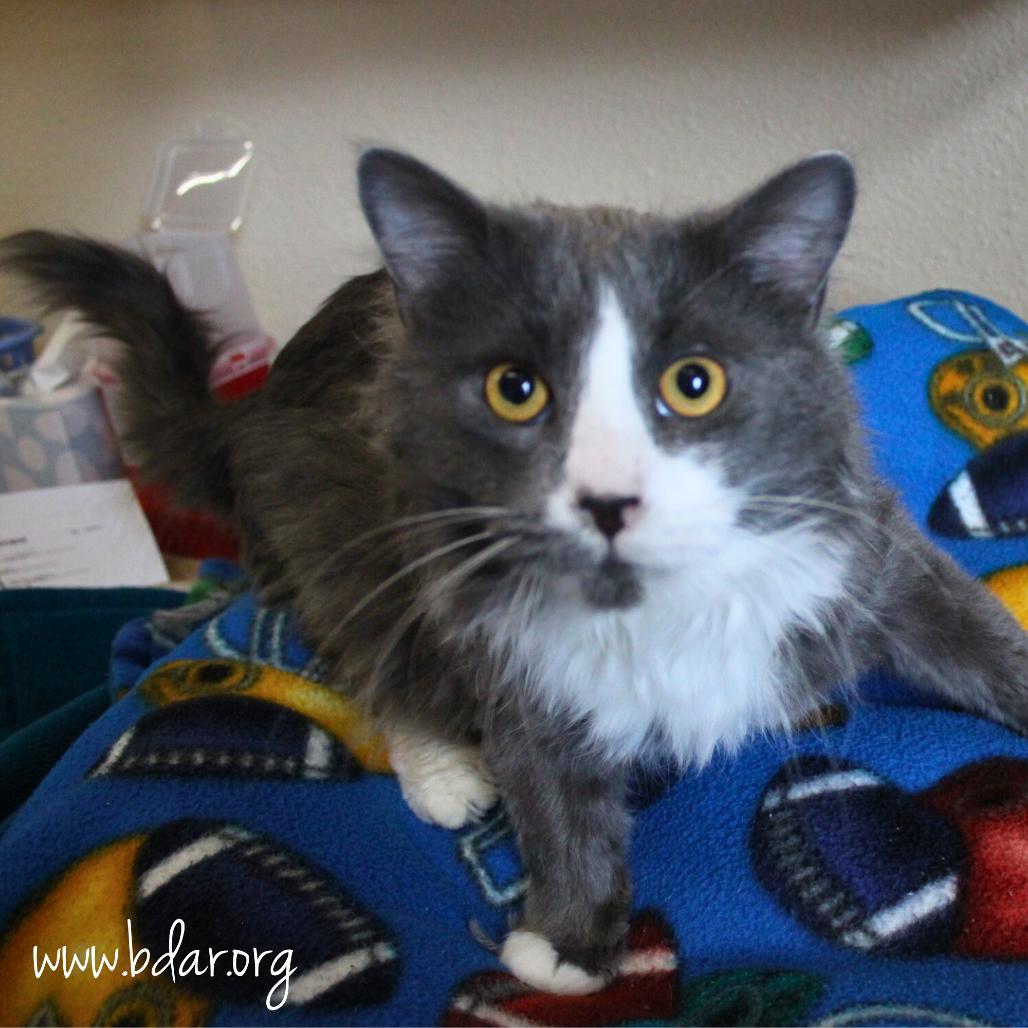 Midnight, a Adoptable Domestic Long Hair in Cheyenne, WY image 2/2