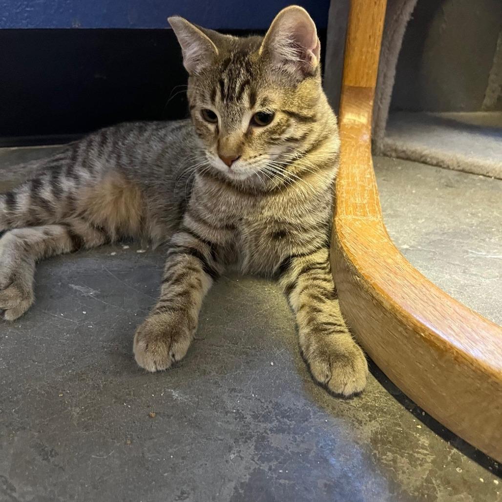 Enlarge Pepper Bromley, a Adoptable Domestic Short Hair in Las Vegas, NV image 1/1