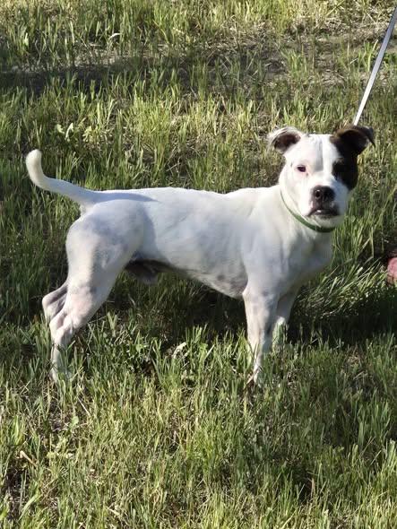 Buddy, ADOPTABLE, Adult Male Jack Russell Terrier.
