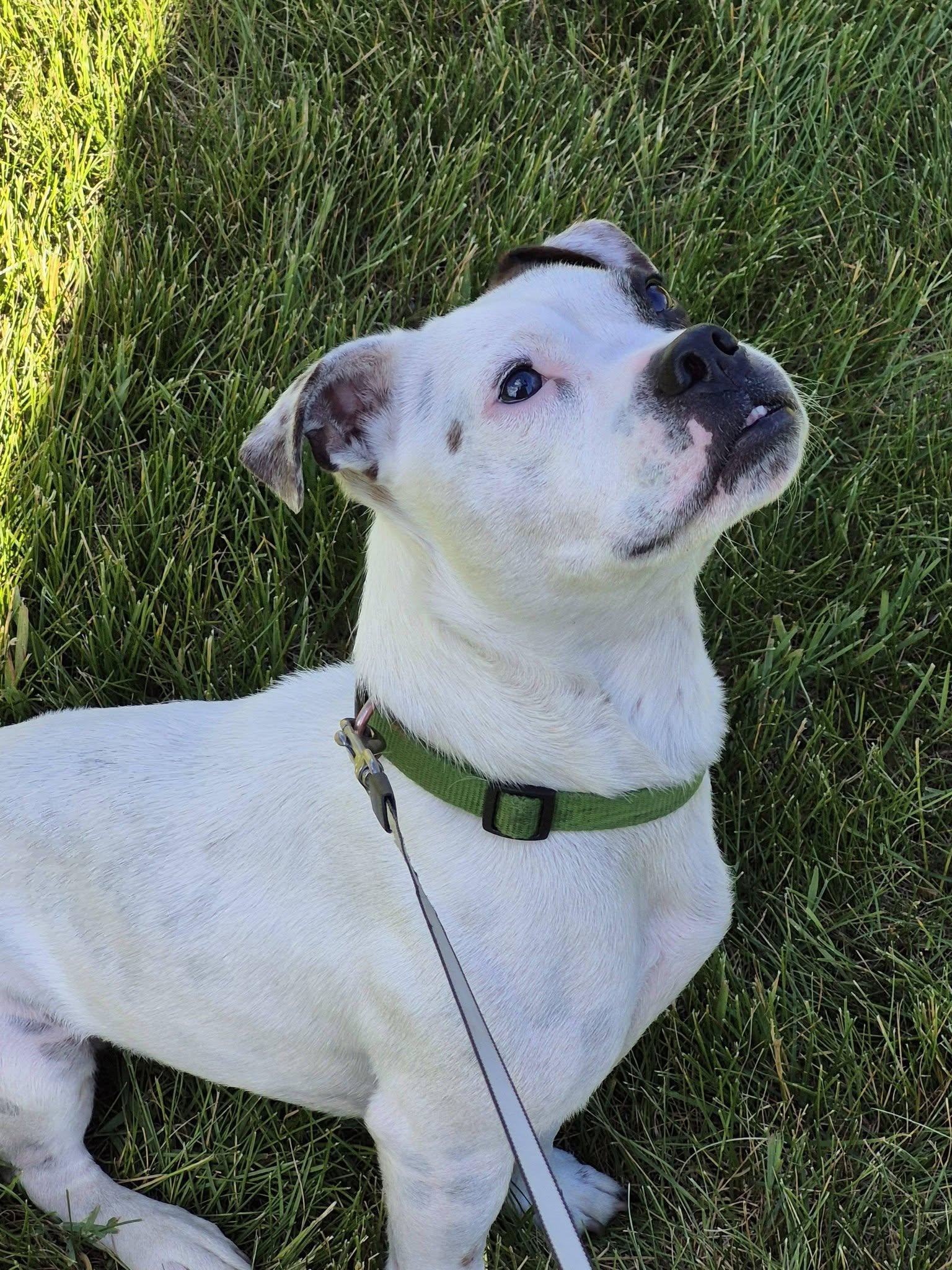 Buddy, a ADOPTABLE mixed breed in Cranbrook, BC image 2/3
