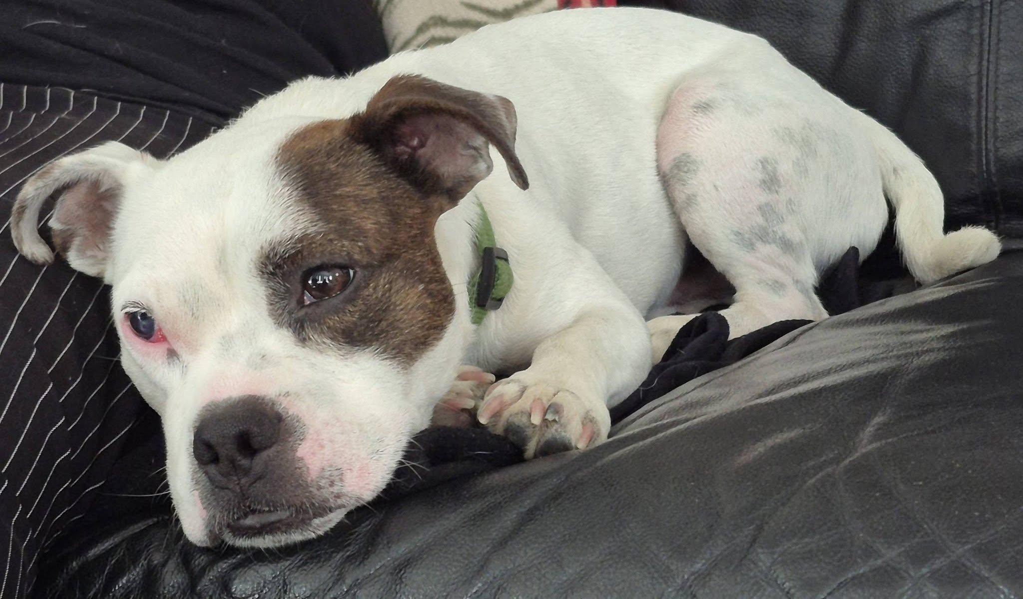 Buddy, a ADOPTABLE mixed breed in Cranbrook, BC image 3/3
