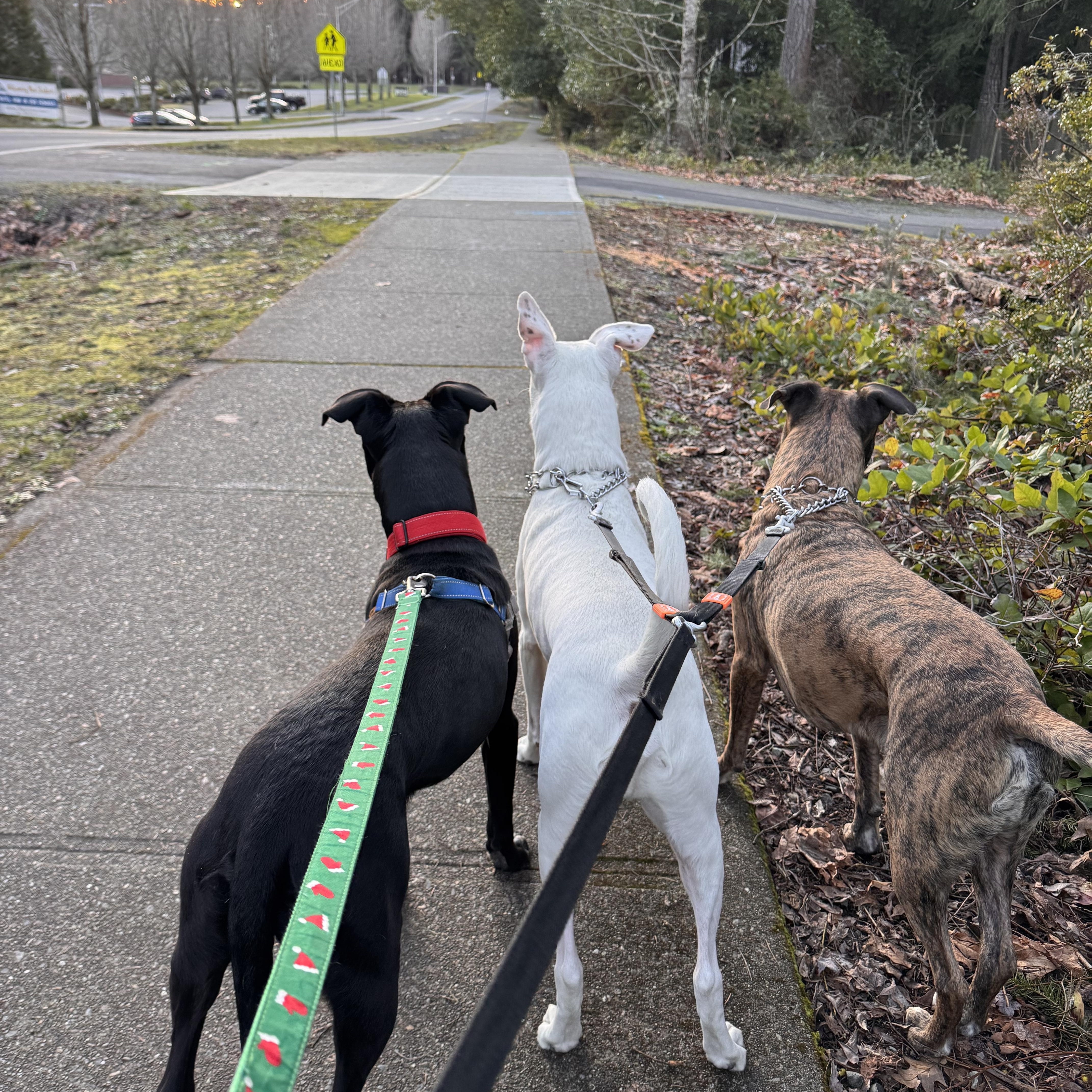 Enlarge Bean , a Adoptable mixed breed in Bellingham, WA image 3/6