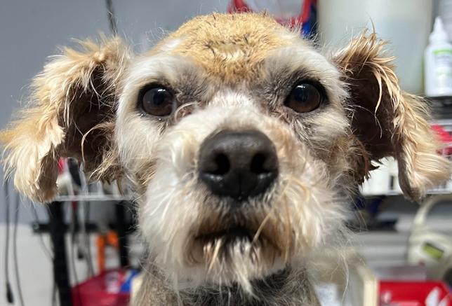 Hart #0346, a Adoptable Terrier image 1/2