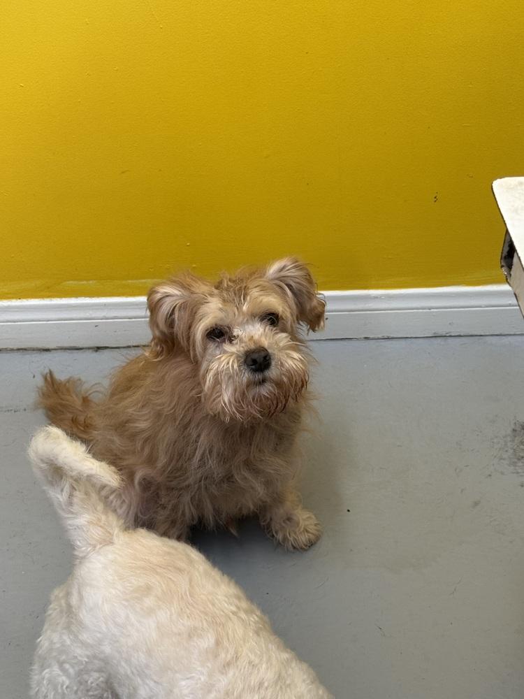 Hart #0346, a Adoptable Terrier image 2/2