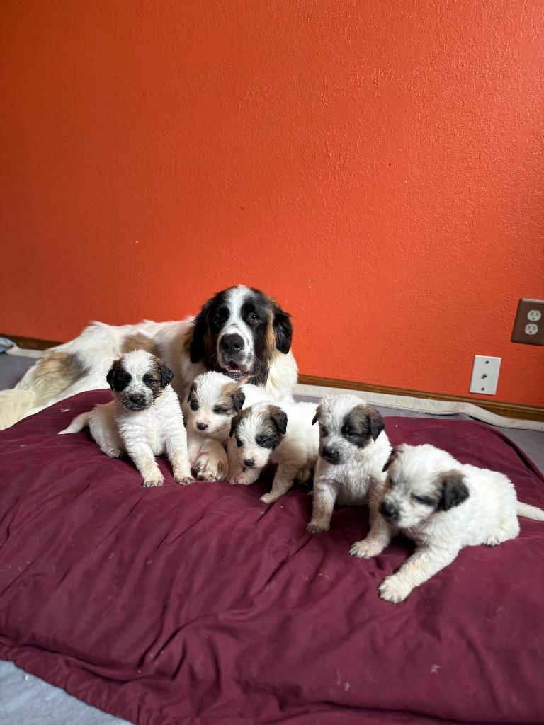 Strawberry Lemonade, Adoptable, Adult Female Saint Bernard.