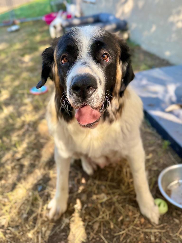Strawberry Lemonade, Adoptable, Adult Female Saint Bernard.