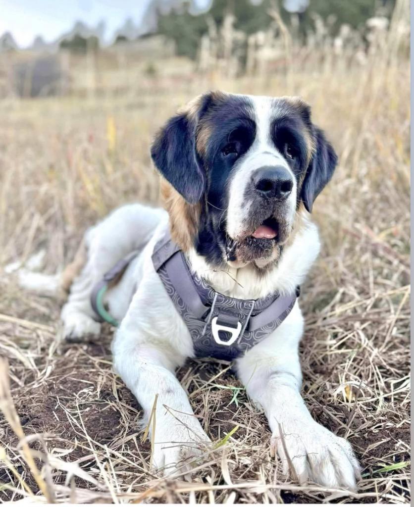 Enlarge Strawberry Lemonade, a Adoptable Saint Bernard in Fort Lupton, CO image 4/6