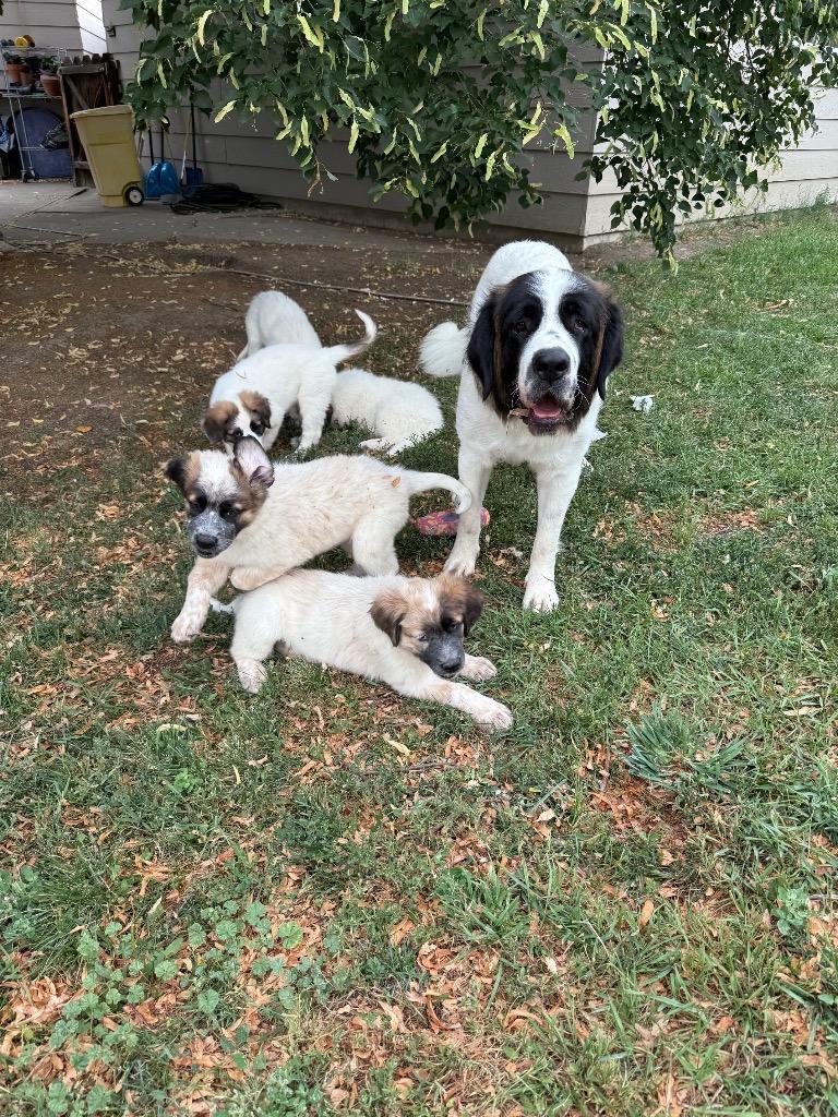 Strawberry Lemonade, a Adoptable Saint Bernard in Fort Lupton, CO image 2/6