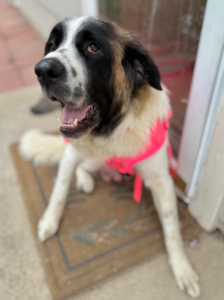Enlarge Strawberry Lemonade, a Adoptable Saint Bernard in Fort Lupton, CO image 5/6