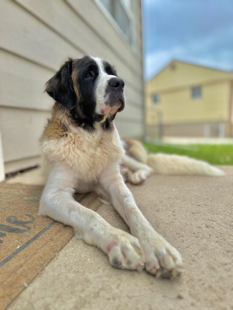 Enlarge Strawberry Lemonade, a Adoptable Saint Bernard in Fort Lupton, CO image 6/6
