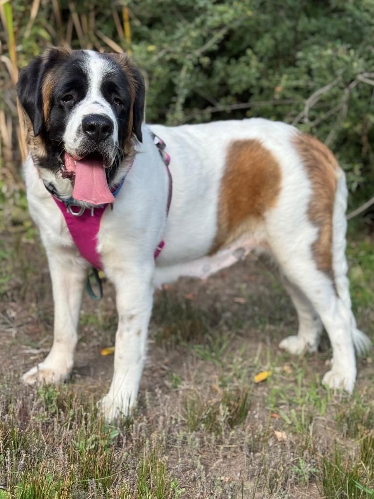 Strawberry Lemonade, a Adoptable Saint Bernard in Fort Lupton, CO image 6/6
