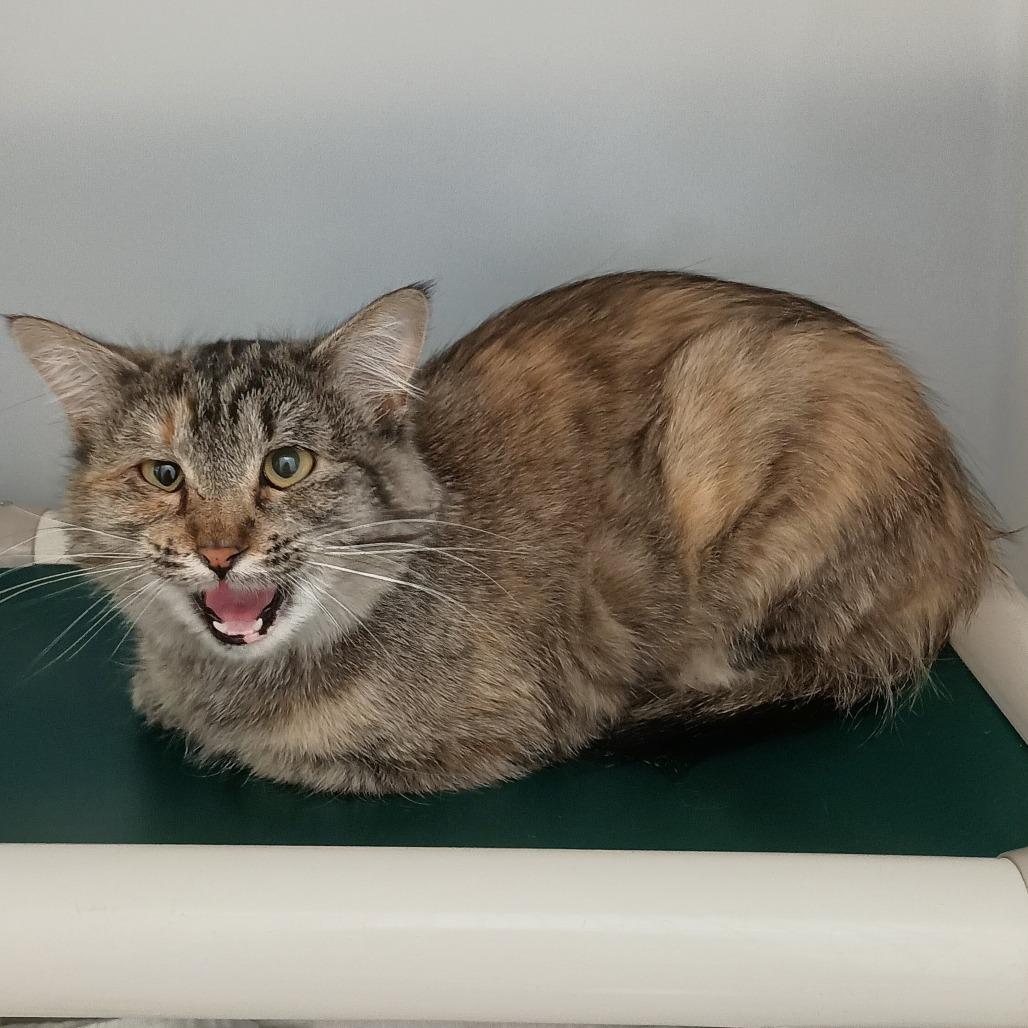 Thistle, Adopted, Young Female Domestic Medium Hair.