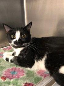 Enlarge Hailee, a Adopted Domestic Short Hair in Walled Lake, MI image 1/3