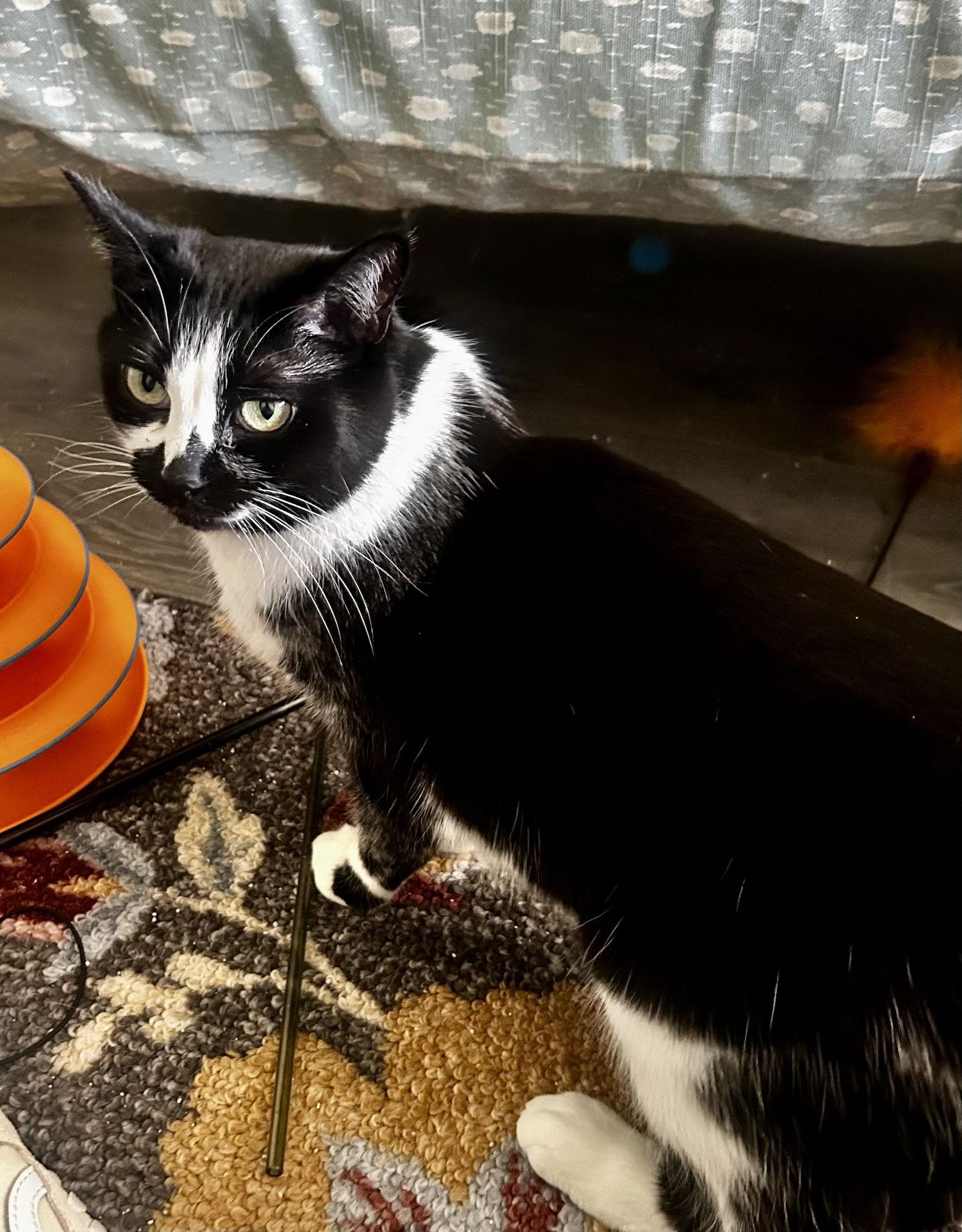 Enlarge Hailee, a Adopted Domestic Short Hair in Walled Lake, MI image 2/3