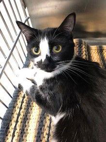 Enlarge Hailee, a Adopted Domestic Short Hair in Walled Lake, MI image 3/3