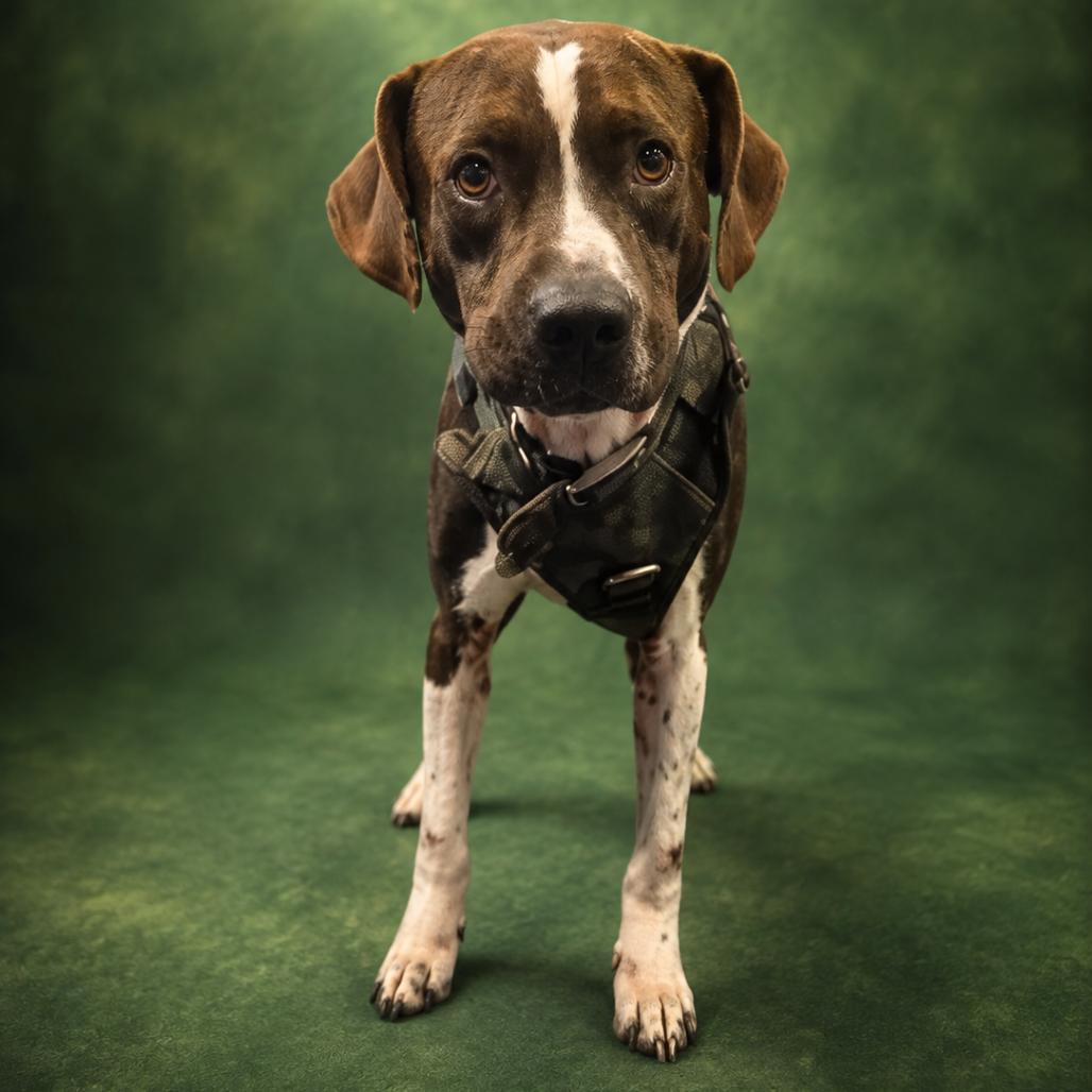 Scarface, Adoptable, Adult Male Pit Bull Terrier & German Shorthaired Pointer.