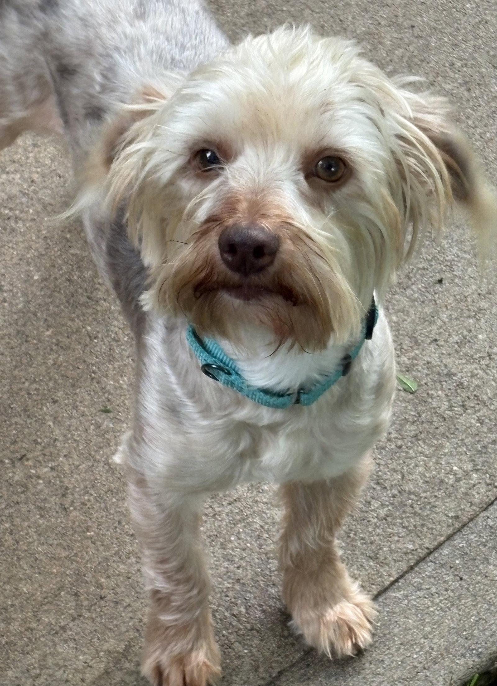 Tino, Adoptable, Adult Male Terrier.