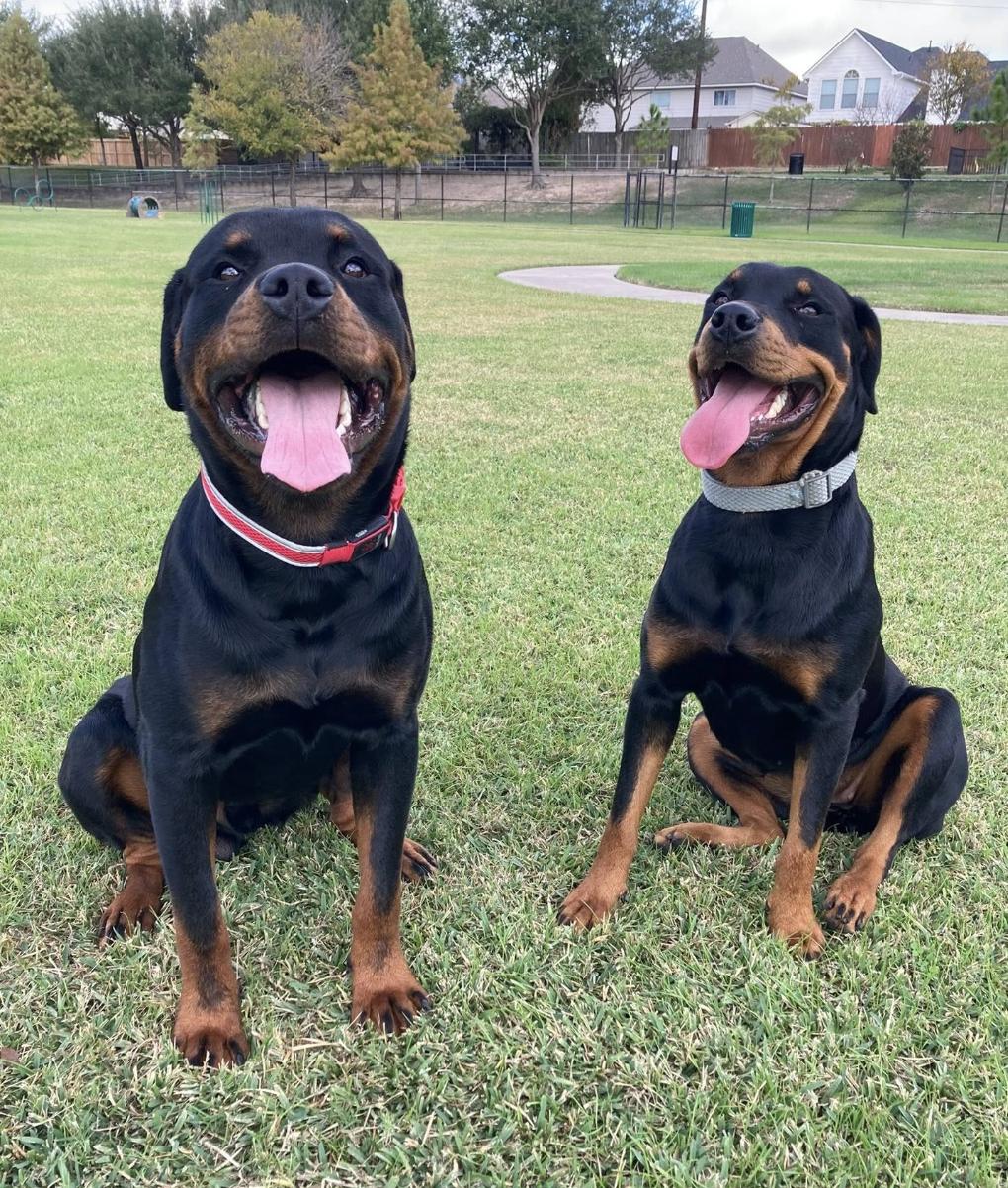 Enlarge Stone, a Adoptable Rottweiler in Polk, OH image 1/5