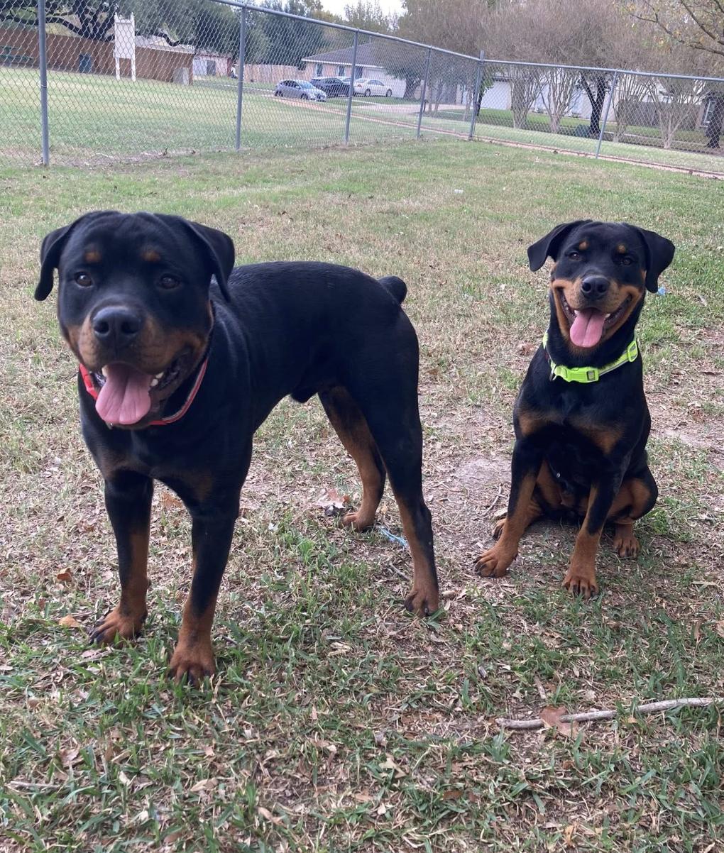 Enlarge Stone, a Adoptable Rottweiler in Polk, OH image 3/5
