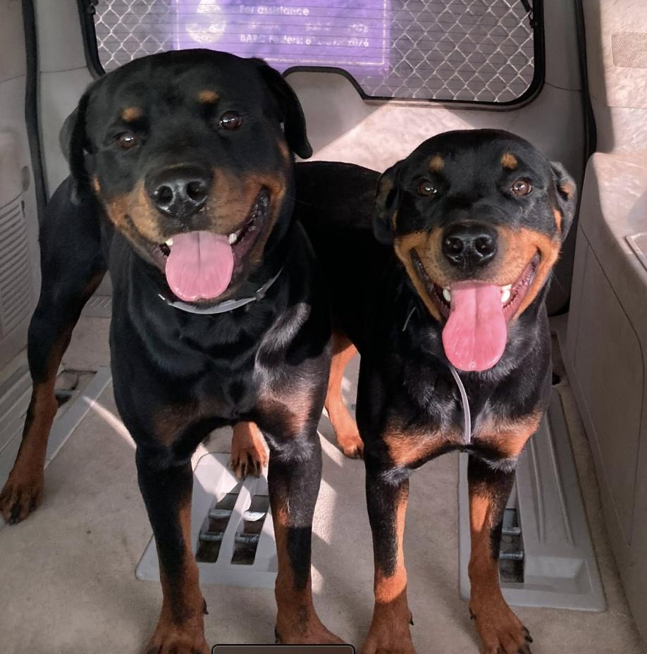 Enlarge Stone, a Adoptable Rottweiler in Polk, OH image 4/5