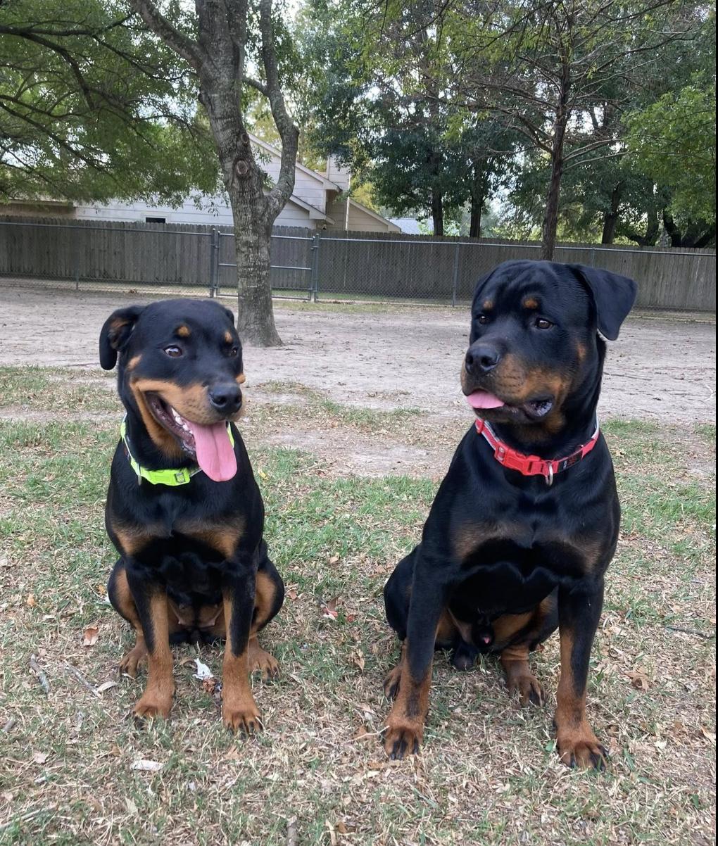 Enlarge Stone, a Adoptable Rottweiler in Polk, OH image 5/5